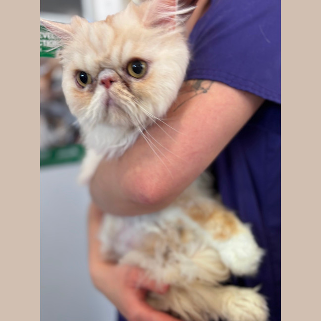 Photo of Mr Pickles