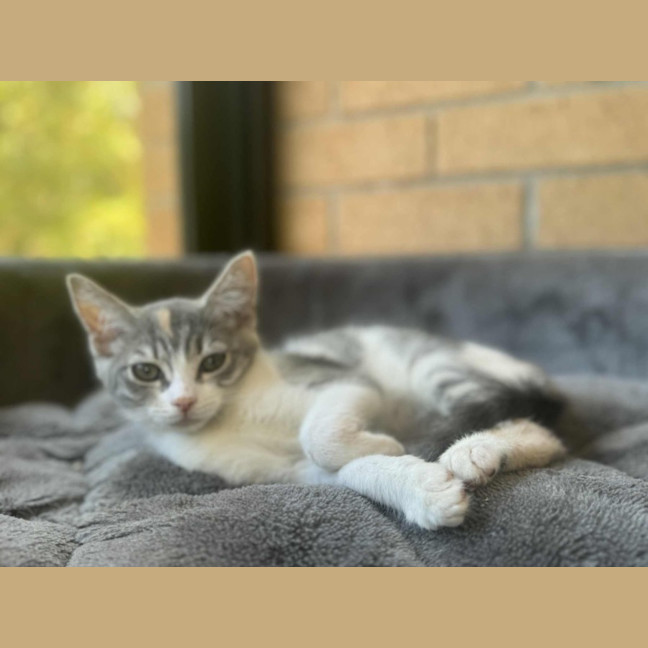 Photo of Pixie   In Foster Care In Cranbourne