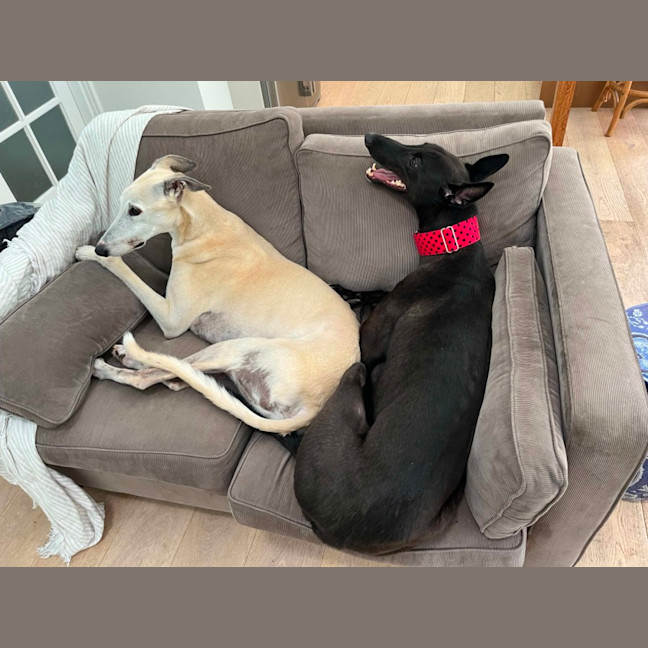 Photo of Lenny, The Greyhound