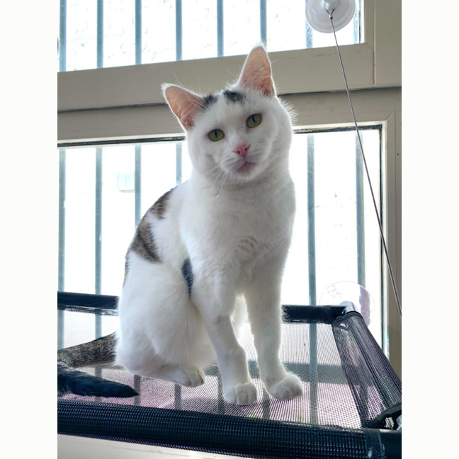 Photo of Indy