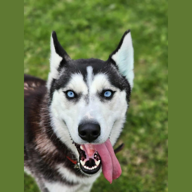Photo of 🎠 Medusa 6366 🎠 (Happily Adopted 🥰)