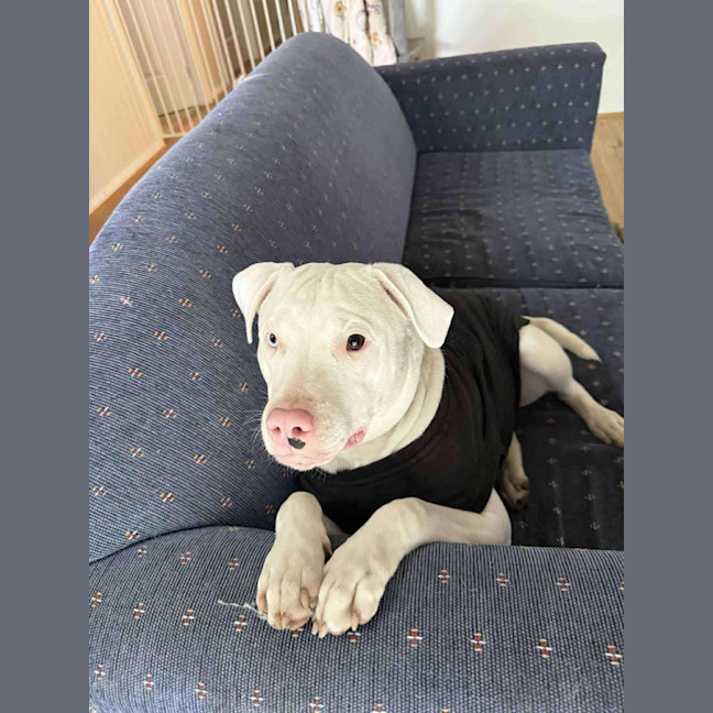 Photo of Casper   11 Month Old Staffy X