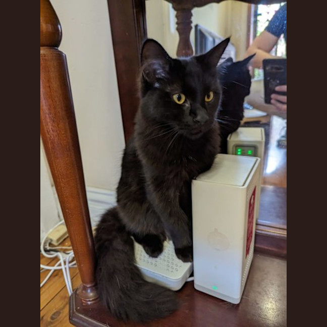 Photo of Marmalade And Shadow Fax