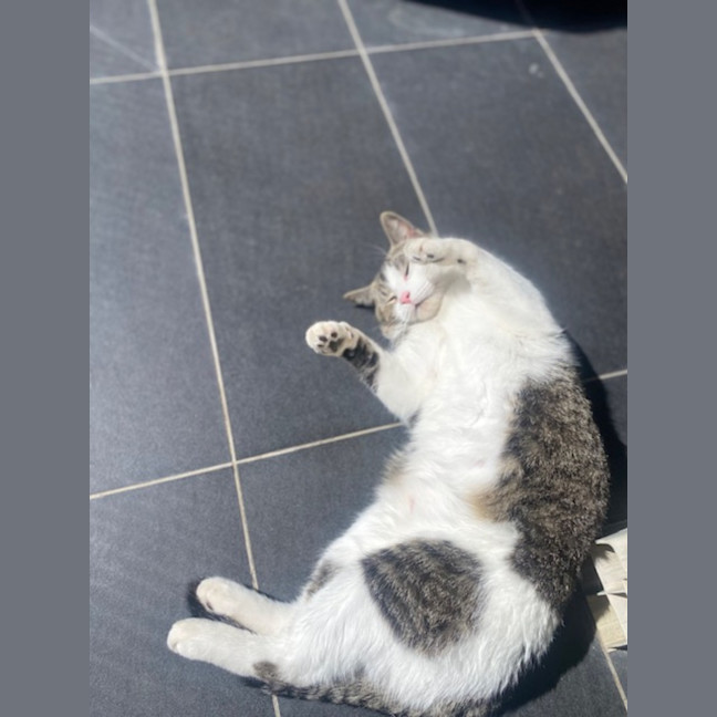 Photo of Ranger