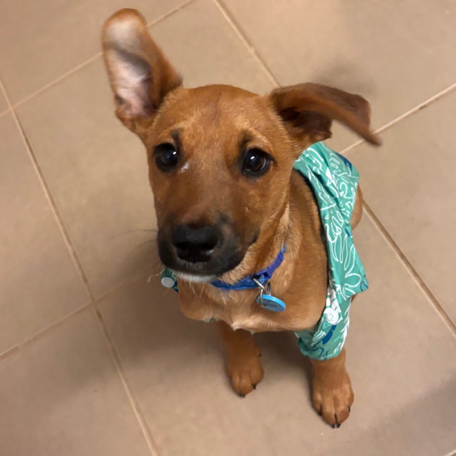 Photo of Buzz