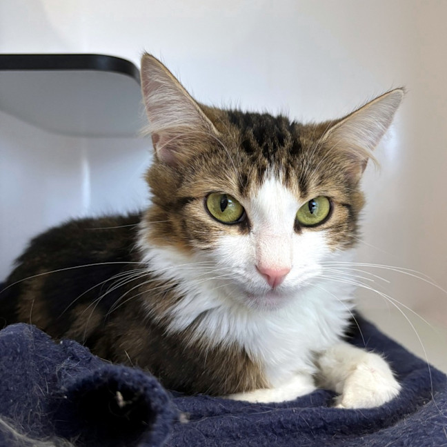 Photo of Tinsel Sua013285