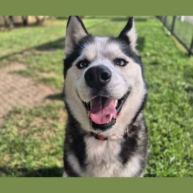 Photo of Smokey