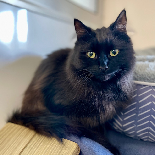 Photo of Celeste