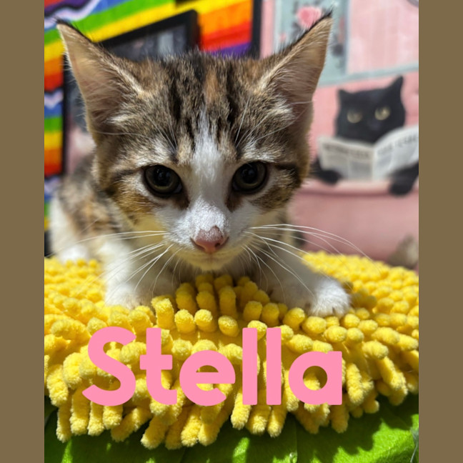 Photo of Stella