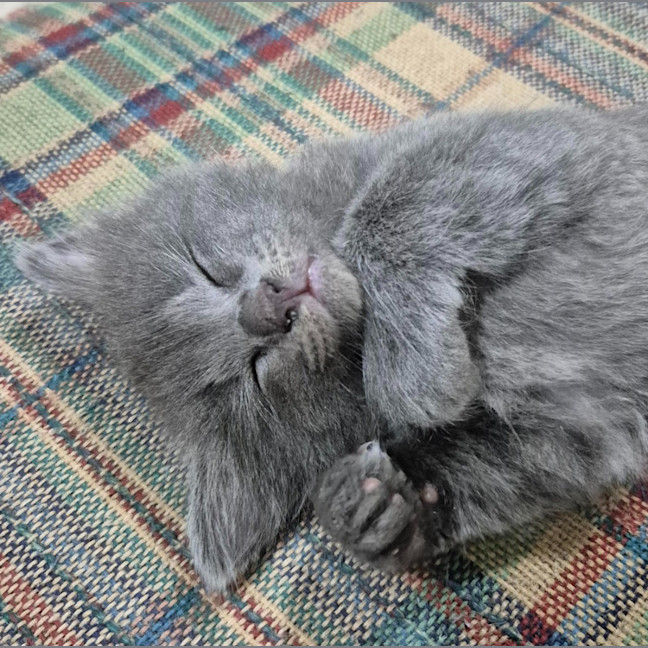 Photo of Willow