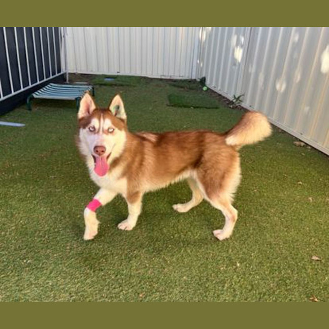 Photo of Loki