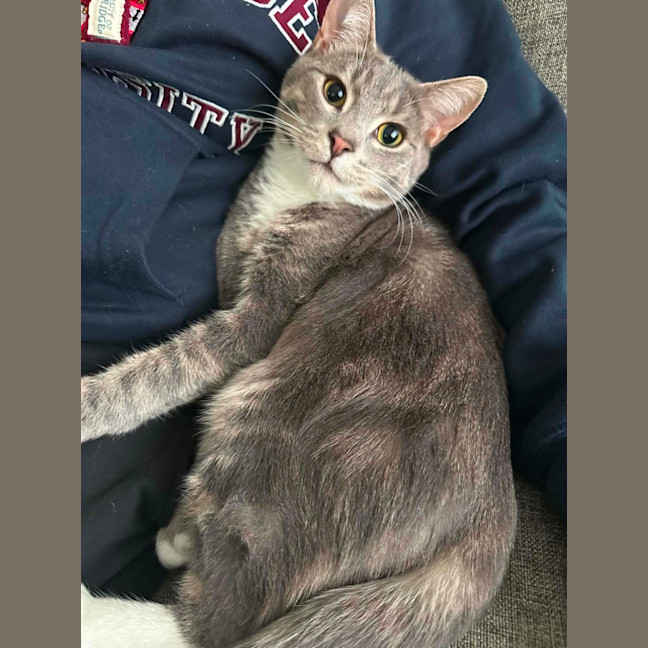 Photo of Louis **2nd Chance Cat Rescue**
