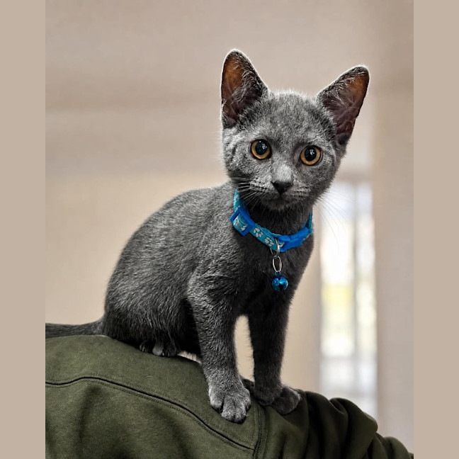 Photo of Rover