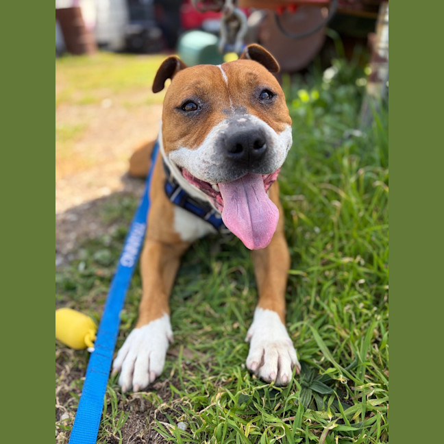 Photo of Raider