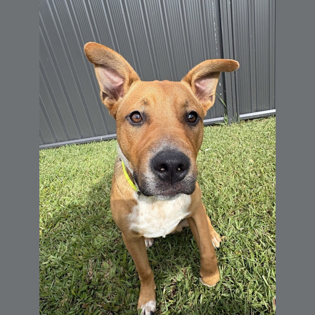 Photo of Tyson