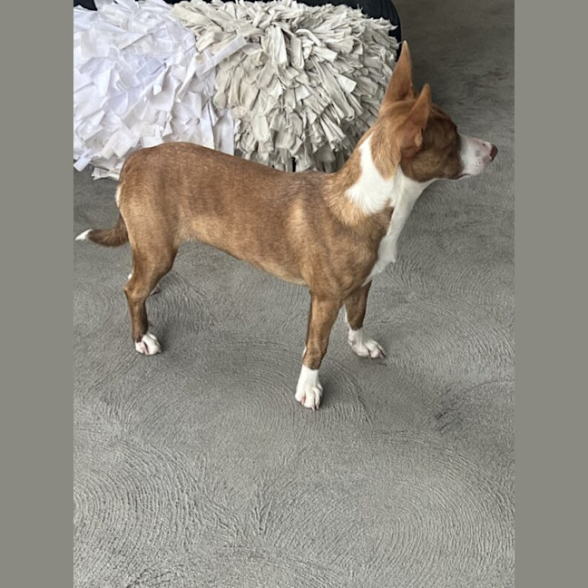 Photo of Eclair