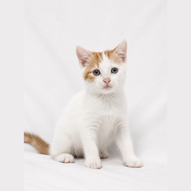 Photo of Marmalade And Cinnamon