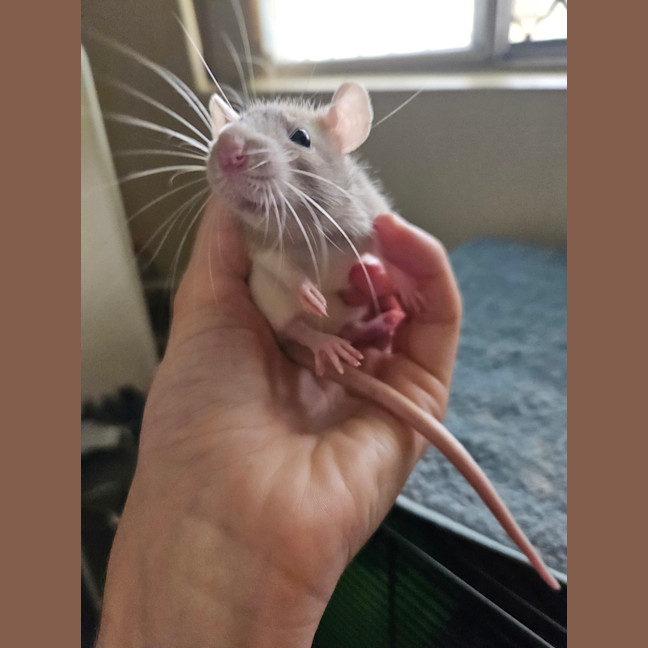 Photo of Rosie