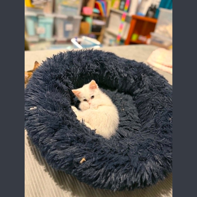 Photo of Pickle