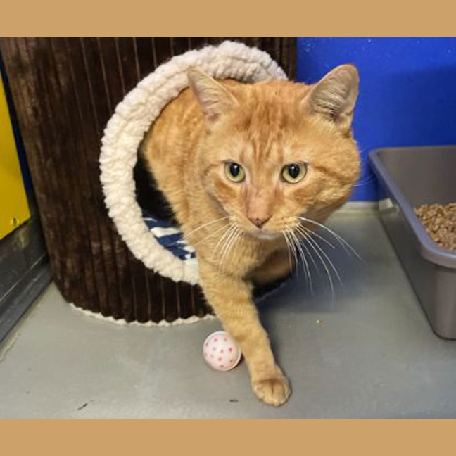Photo of Pumpkin
