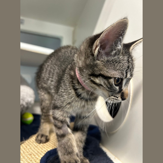 Photo of Mittens