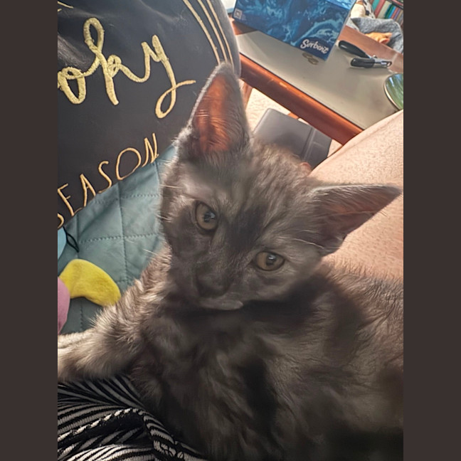 Photo of Jinu **2nd Chance Cat Rescue**