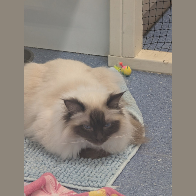 Photo of Gin Fizz (Catalina)