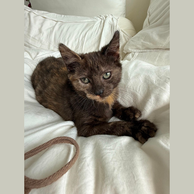 Photo of Wallaby & Wombat