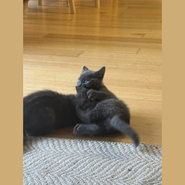 Photo of Shadow