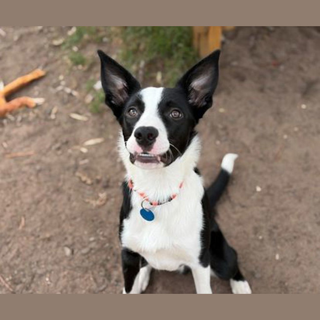 Photo of Sir Remington The 3rd