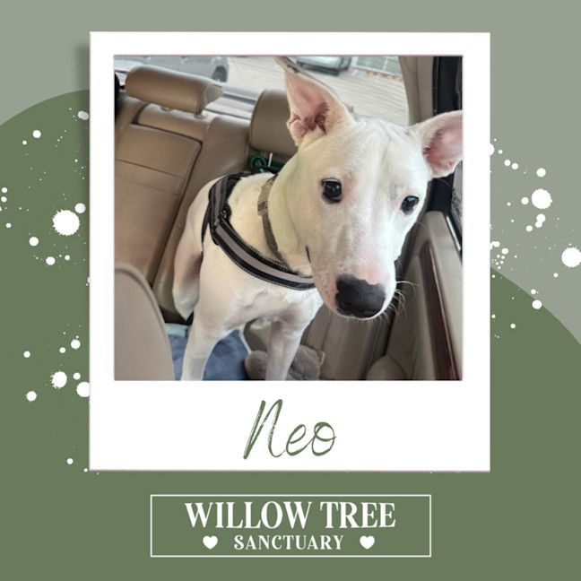Photo of Neo