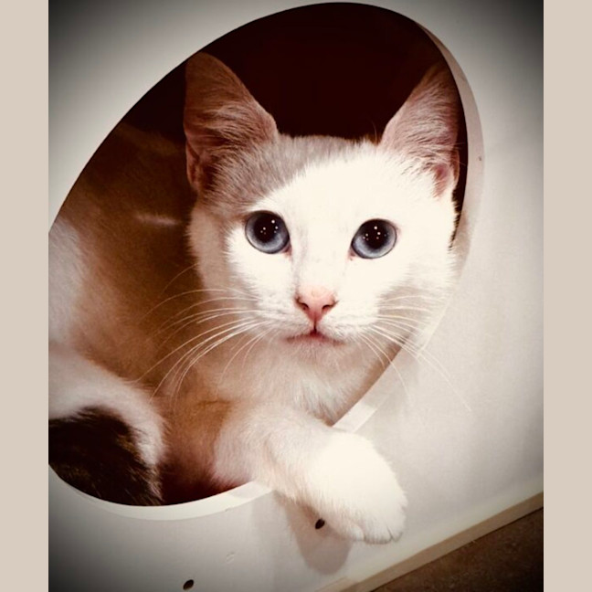 Photo of Antoinette And Angelique