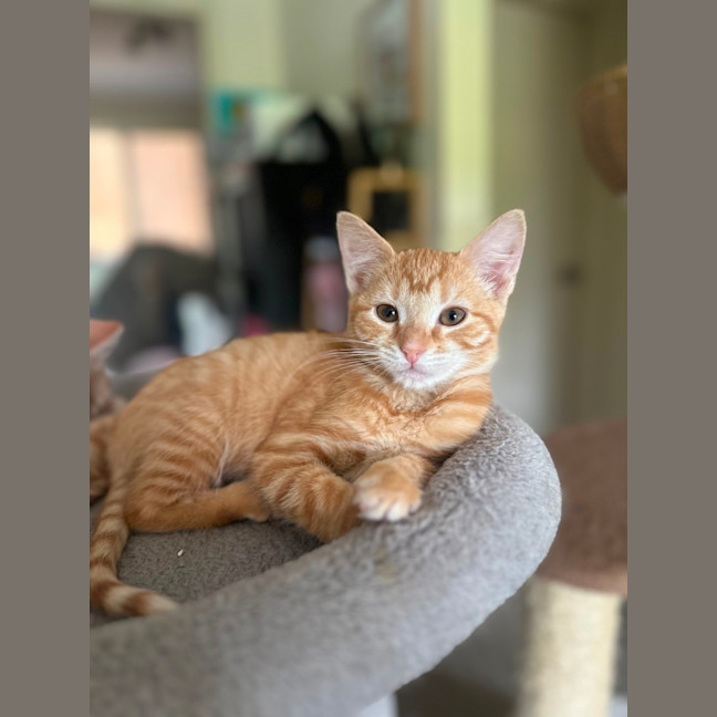 Photo of Maple And Honey