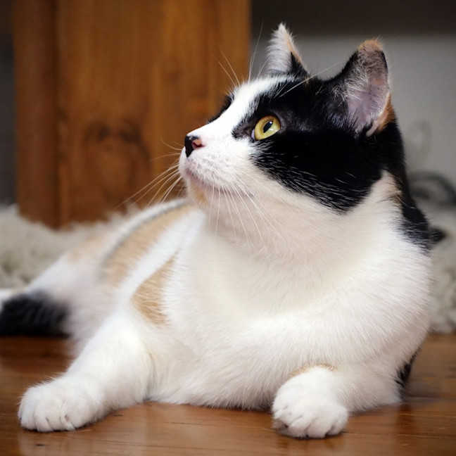 Photo of Jennifer Meowsu