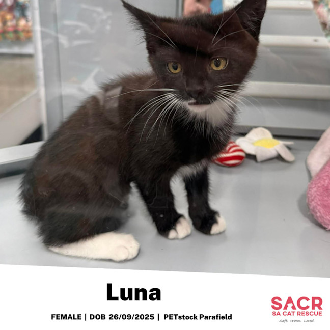 Photo of Luna