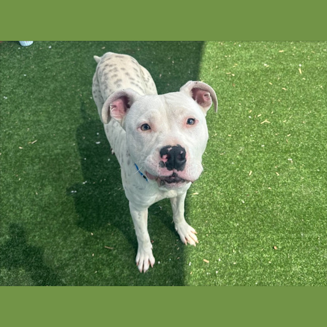 Photo of Smudge Imp 2433