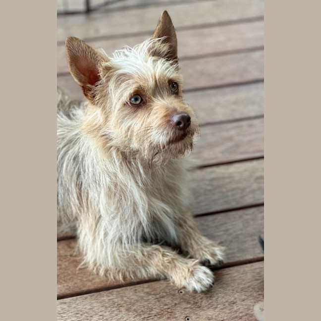 Photo of Oscar