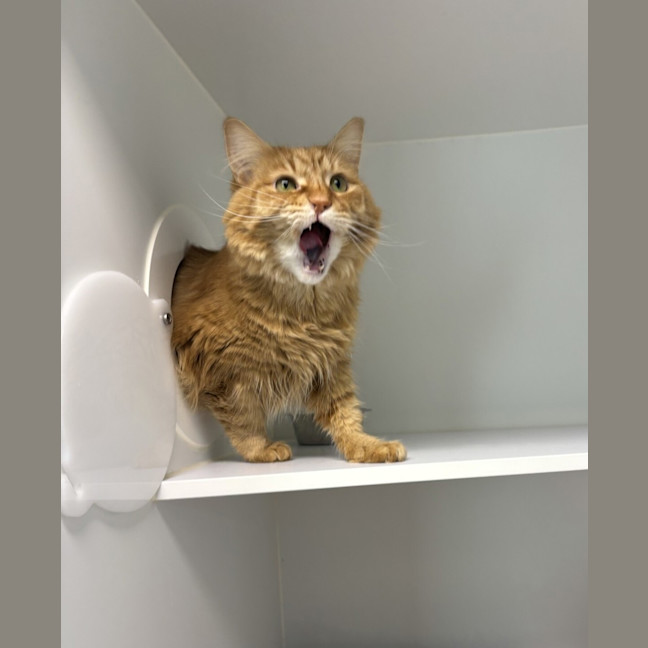 Photo of Marmalade