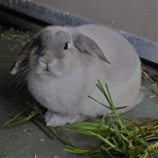 Photo of Pepper (Bonded To Salt)