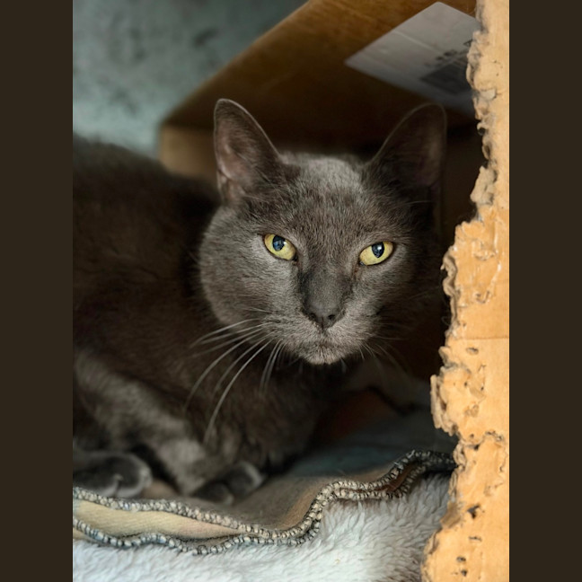Photo of Puss