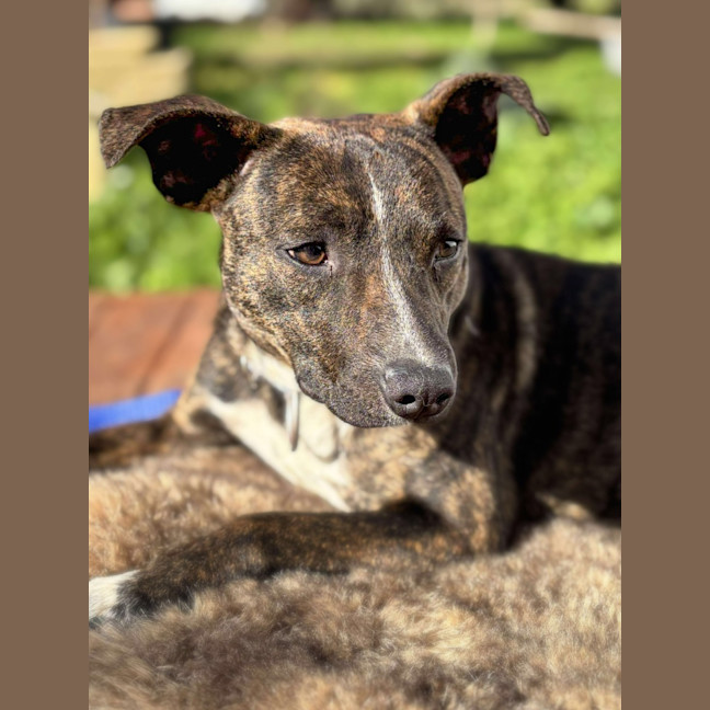 Photo of Rummy
