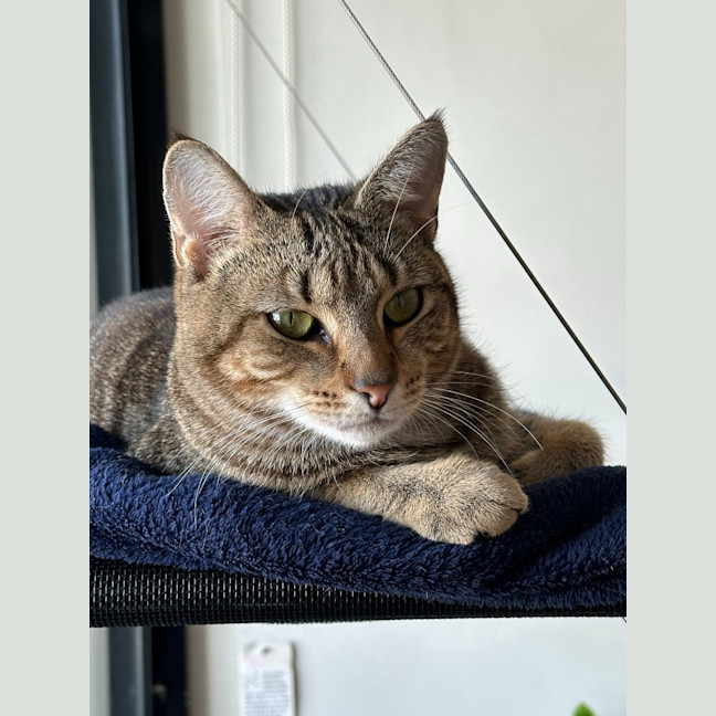 Photo of Cinnamon