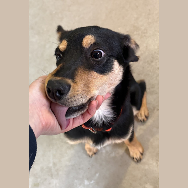 Photo of Goober Jnr (Goobz Joonz)