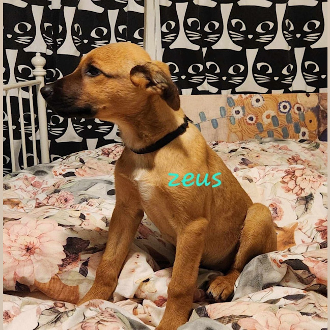 Photo of Zeus