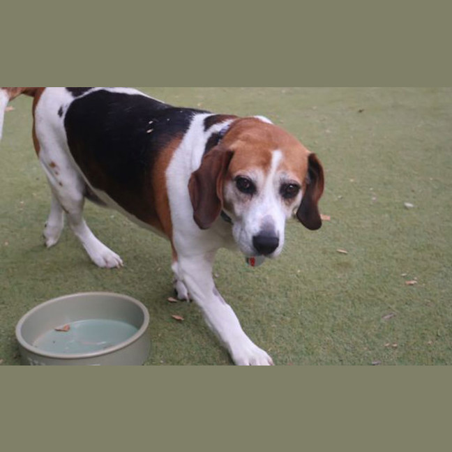Photo of Buddy
