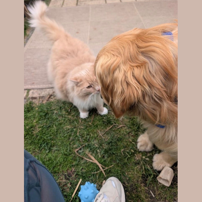 Photo of Toby
