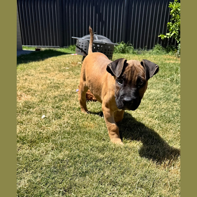 Photo of Titan (Was Tank)