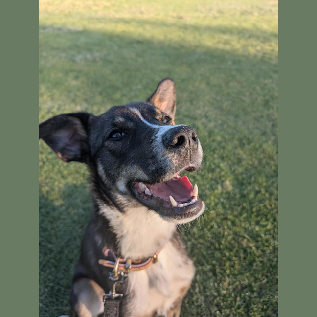 Photo of Pixie 