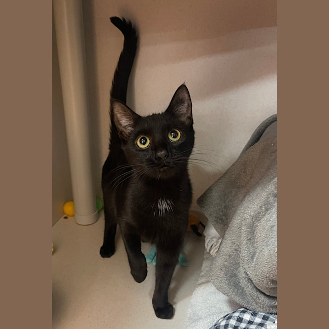 Photo of Tulip