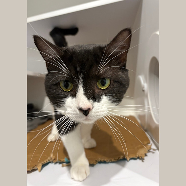 Photo of Oreo